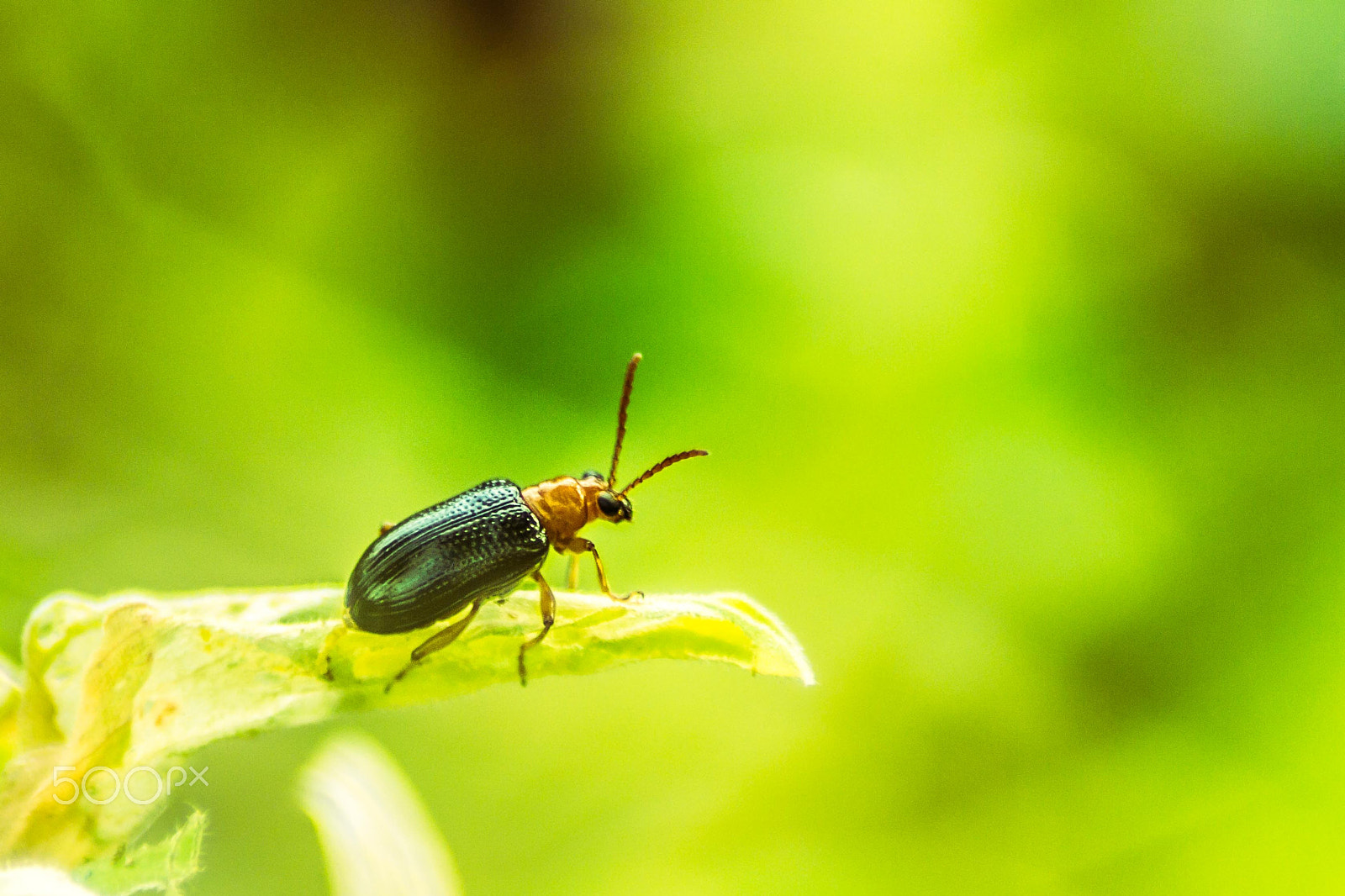Canon EOS 60D + Tamron AF 70-300mm F4-5.6 Di LD Macro sample photo. Bug on the leaf photography
