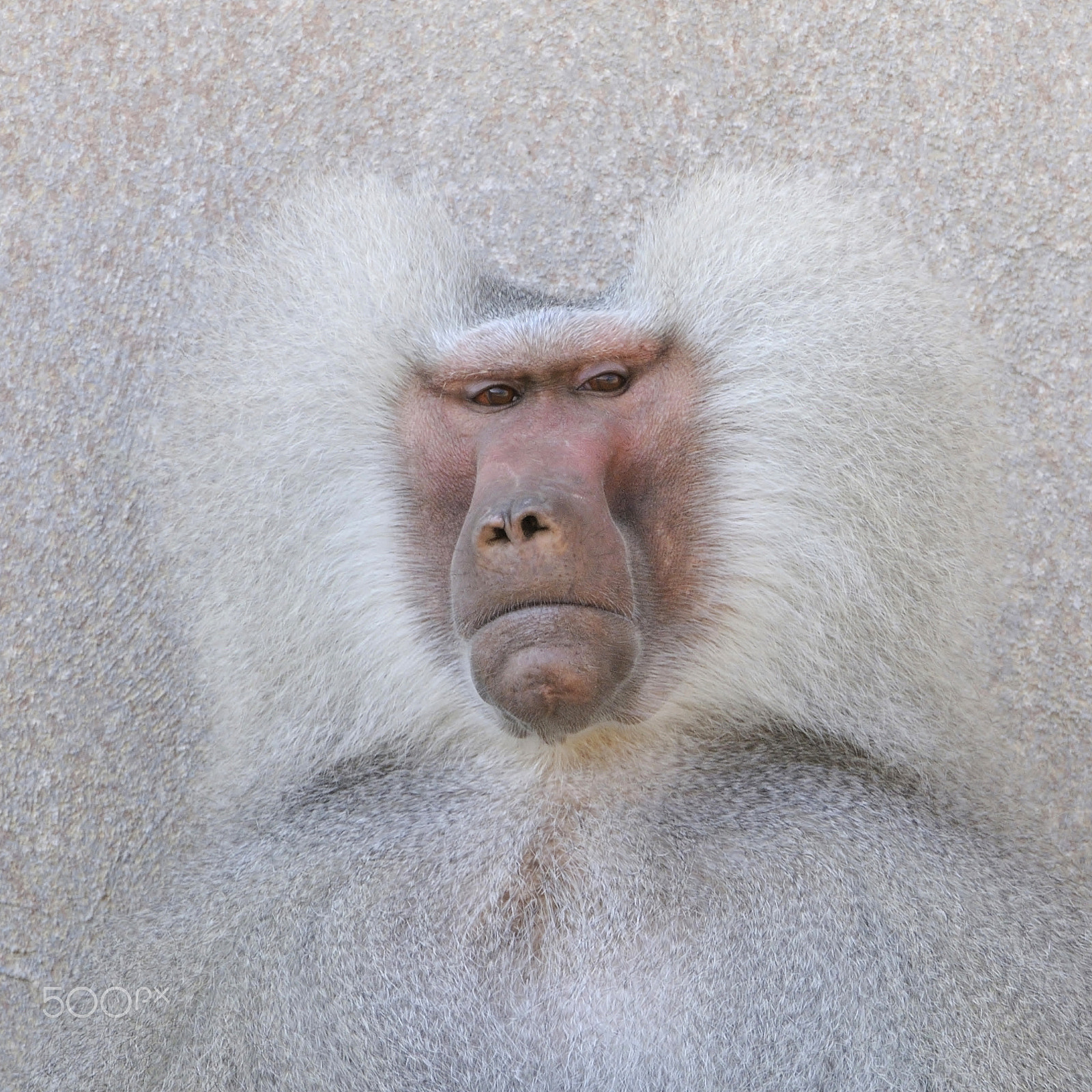 Nikon D300S + Nikon AF-S Nikkor 200-400mm F4G ED-IF VR sample photo. Baboon photography