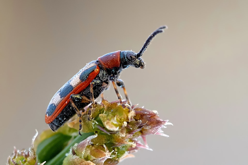 Olympus E-520 (EVOLT E-520) + Sigma 105mm F2.8 EX DG Macro sample photo. Crioceris asparagi photography