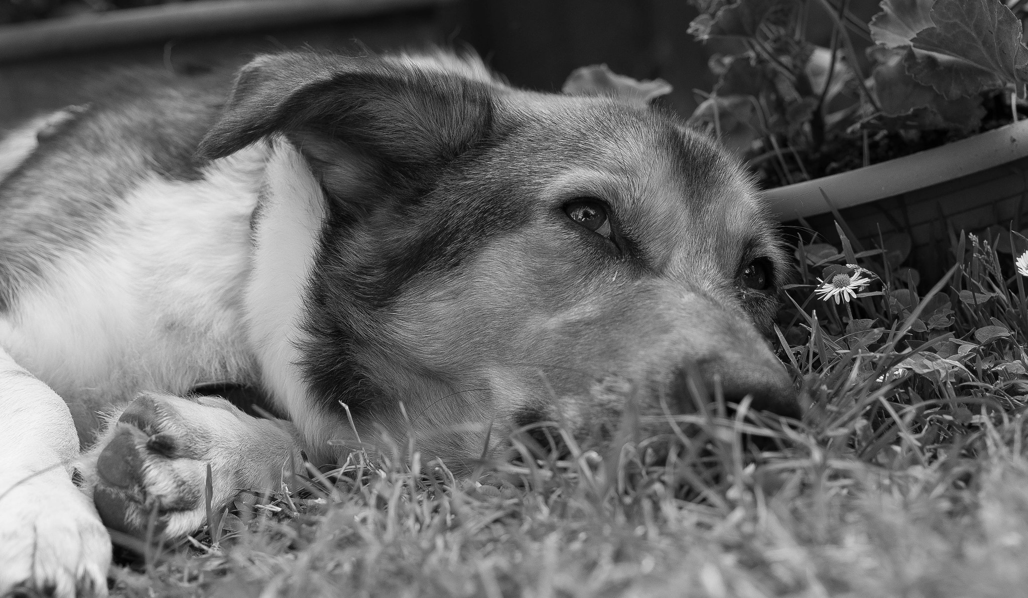 Sony SLT-A58 + MACRO 50mm F2.8 sample photo. Sleepy dog photography