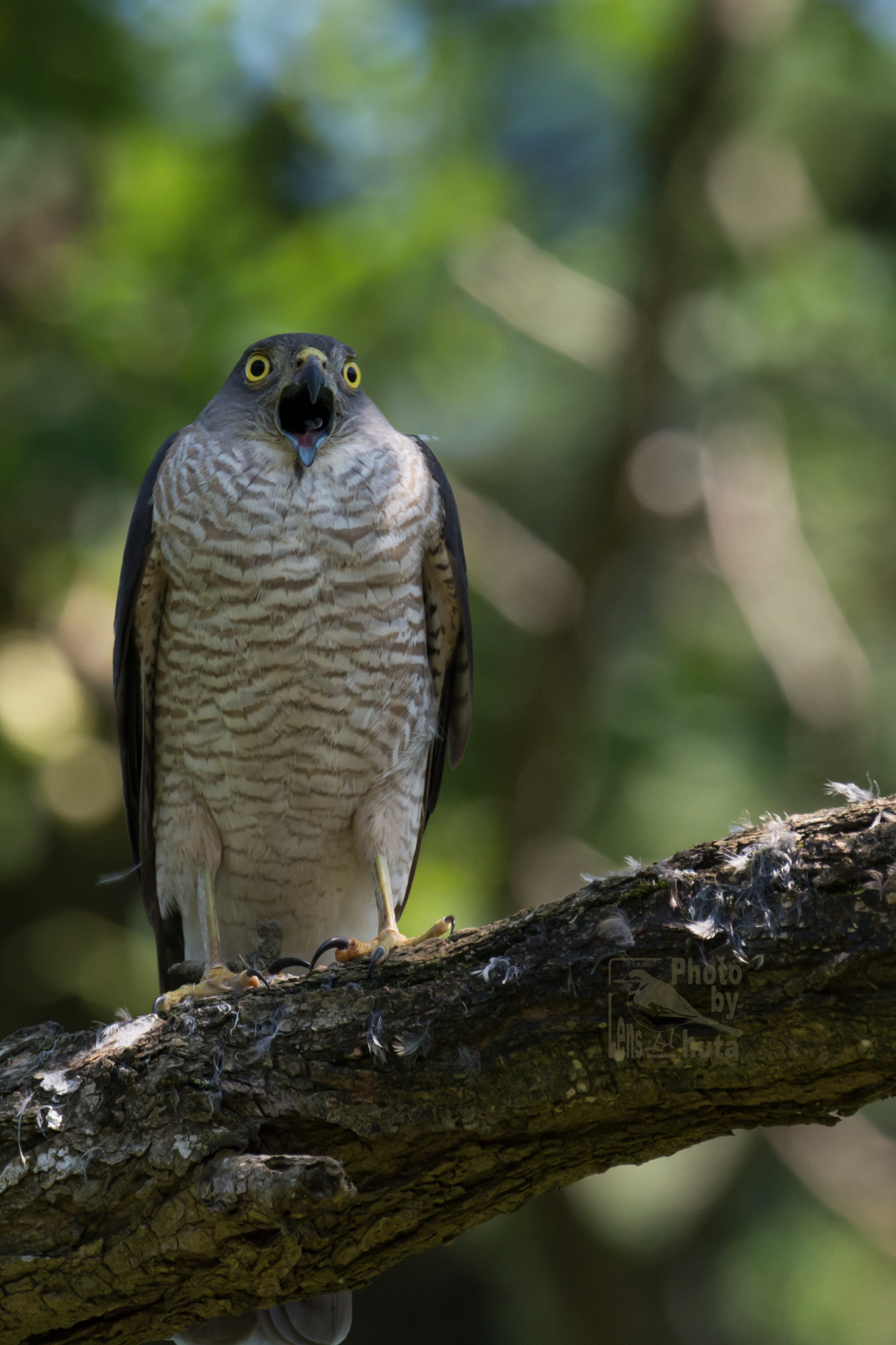 Nikon AF-S Nikkor 800mm F5.6E FL ED VR sample photo. What!? photography