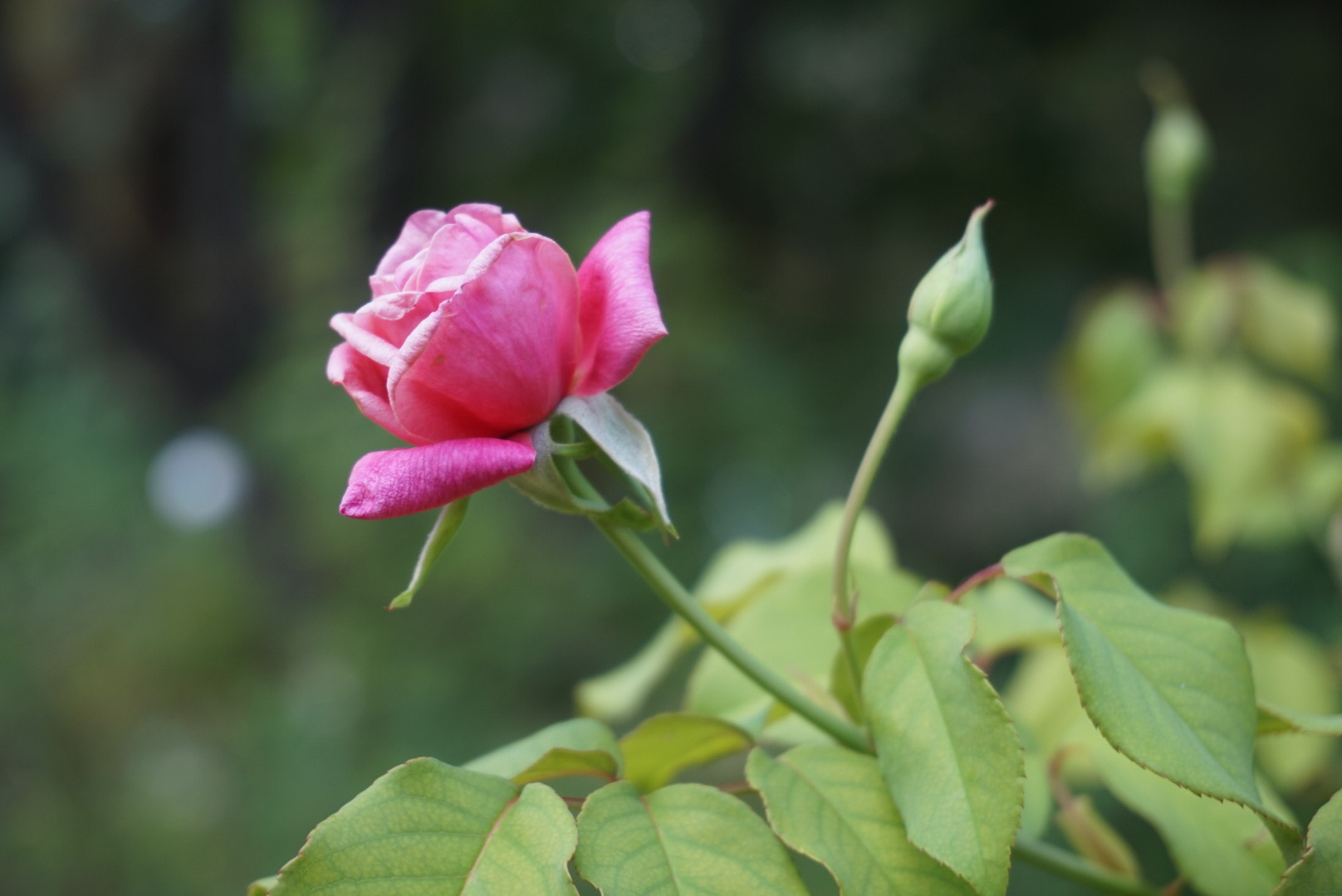 Sony Alpha QX1 sample photo. Rose  photography