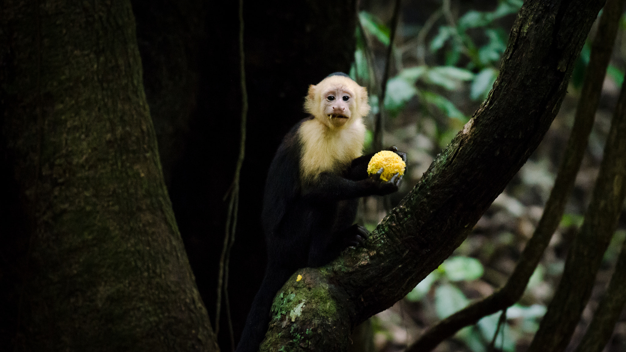 Nikon AF-S Nikkor 70-200mm F4G ED VR sample photo. Capuchin monkey photography