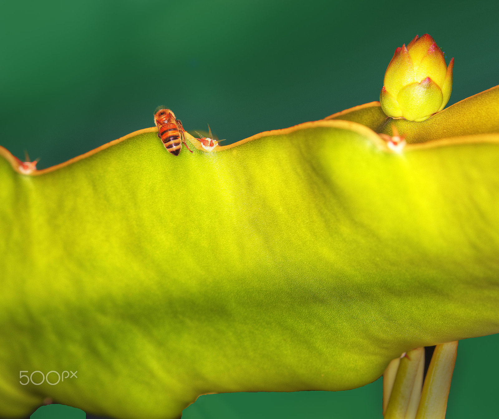 Canon EOS 5DS + Canon EF 100mm F2.8L Macro IS USM sample photo. Bee on dragon fruit leaf. photography