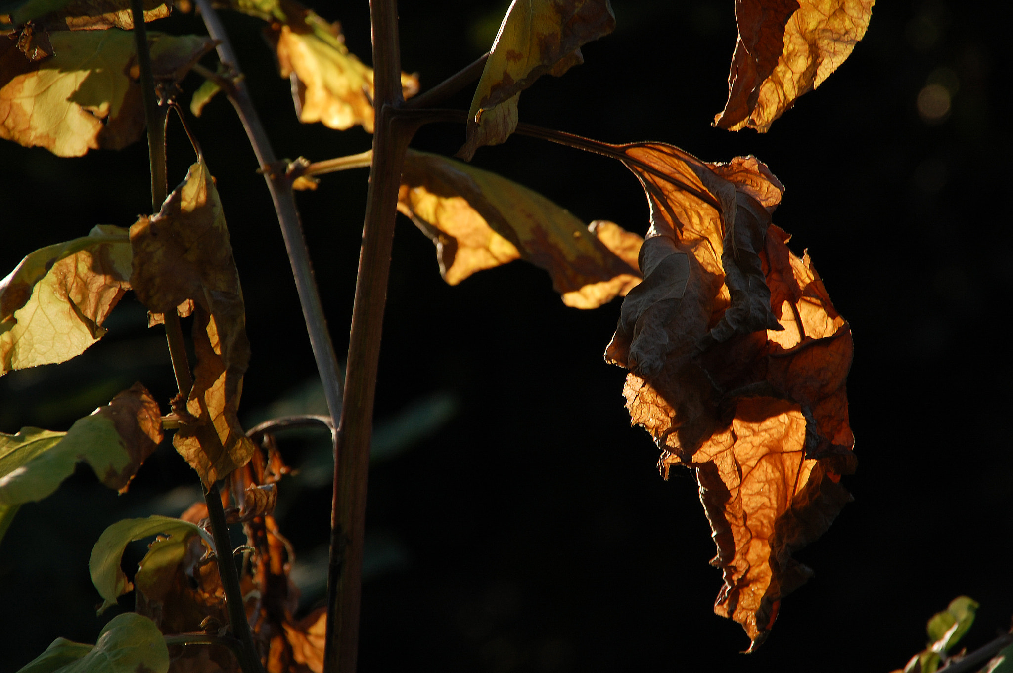 Nikon D40 + Sigma 18-200mm F3.5-6.3 DC sample photo. End of season photography