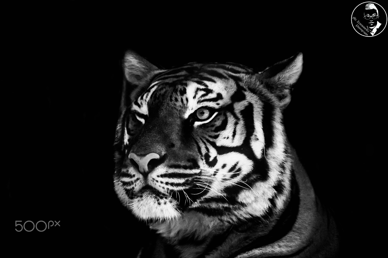 Canon EF-S 55-250mm F4-5.6 IS STM sample photo. Tiger wink photography