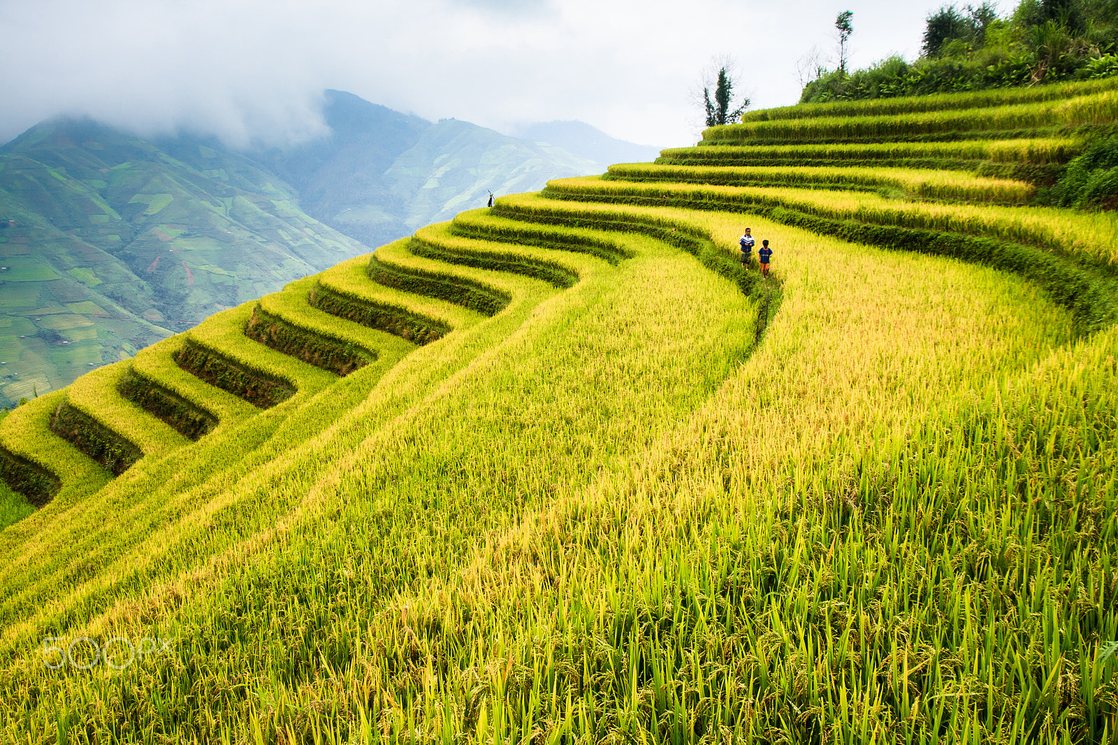 Canon EOS 40D sample photo. Rice field in north vietnam photography