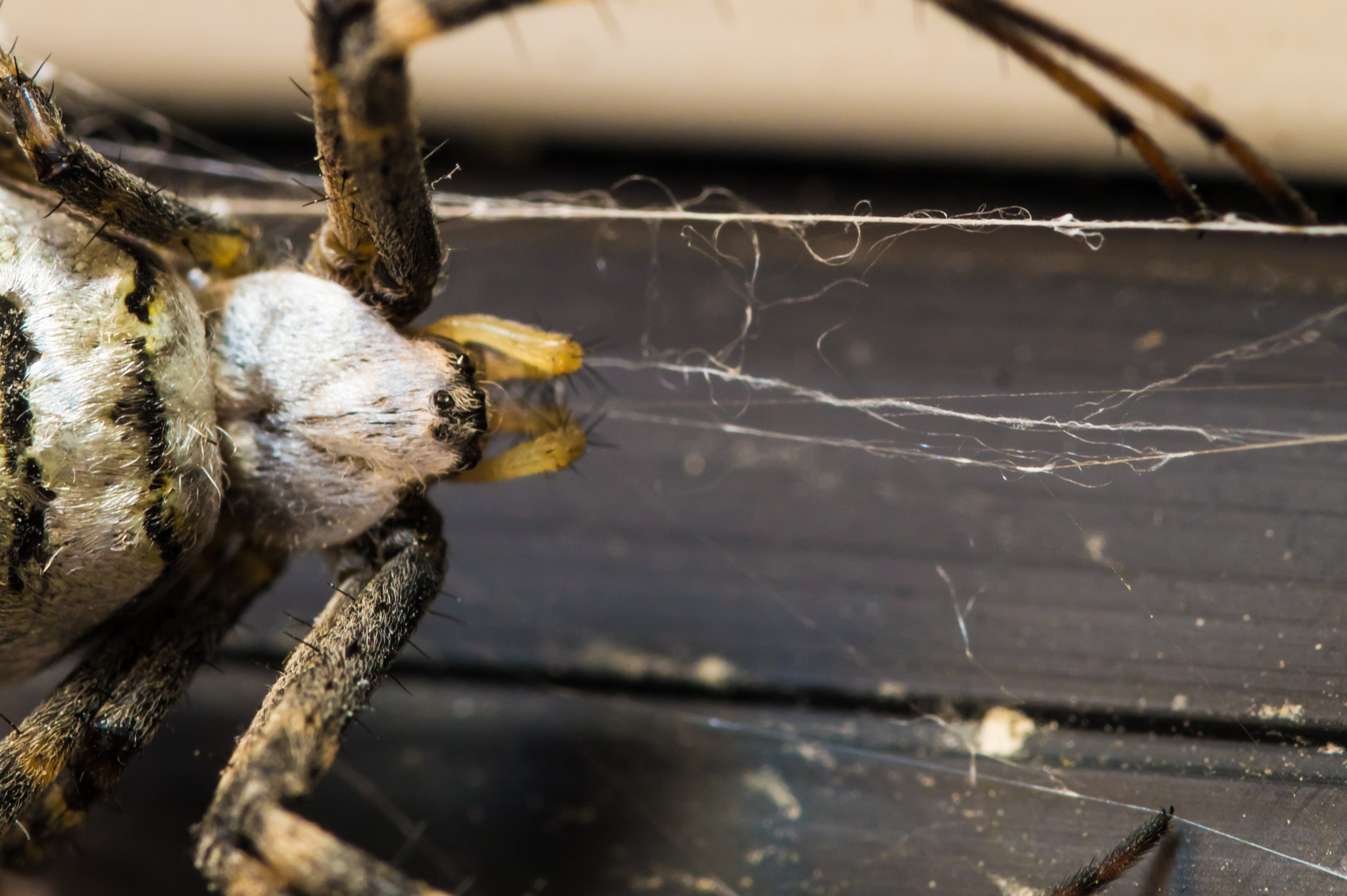 Sony SLT-A58 + 90mm F2.8 Macro SSM sample photo. Spider_1 photography