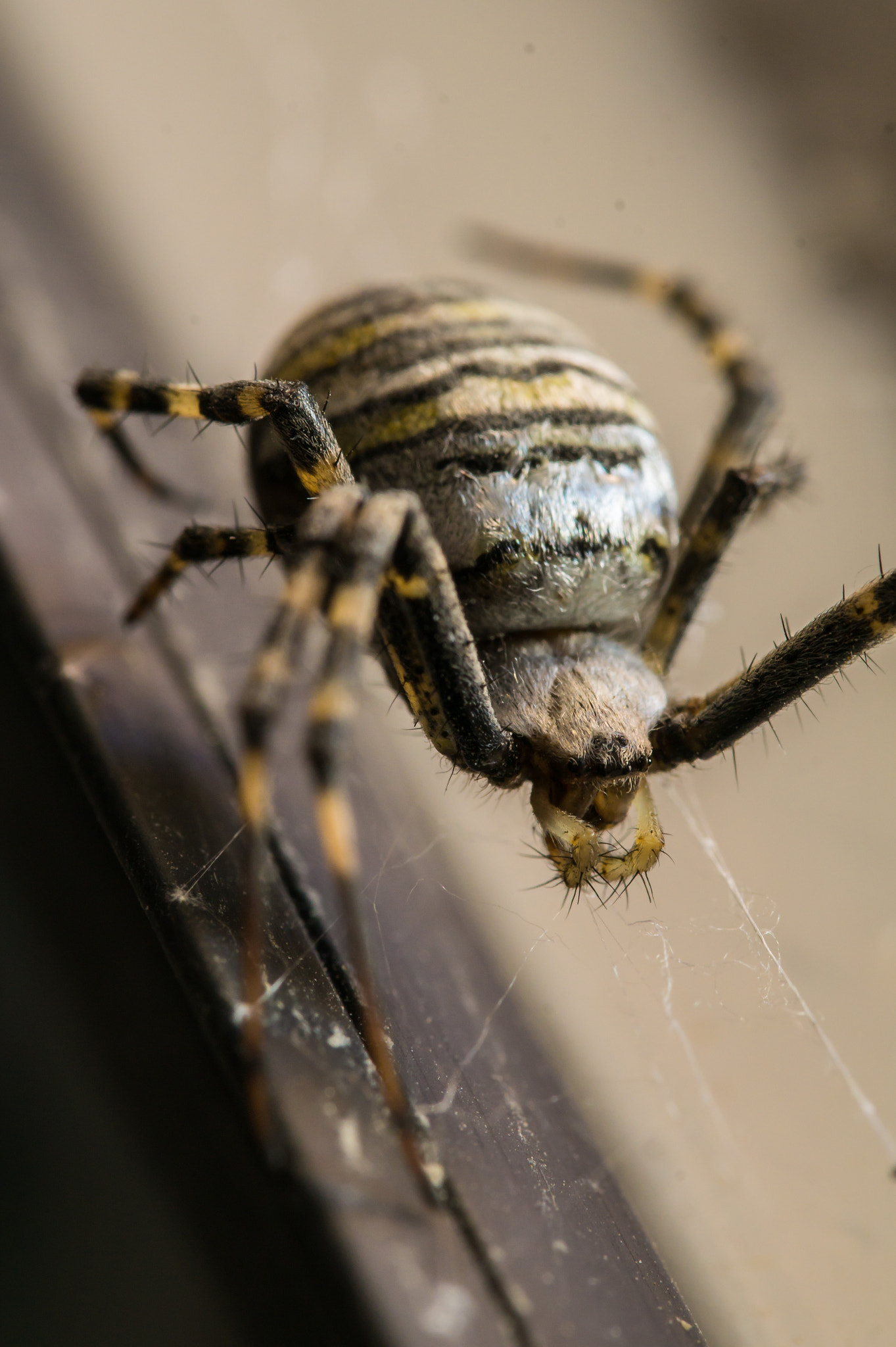 Sony SLT-A58 + 90mm F2.8 Macro SSM sample photo. Spider photography