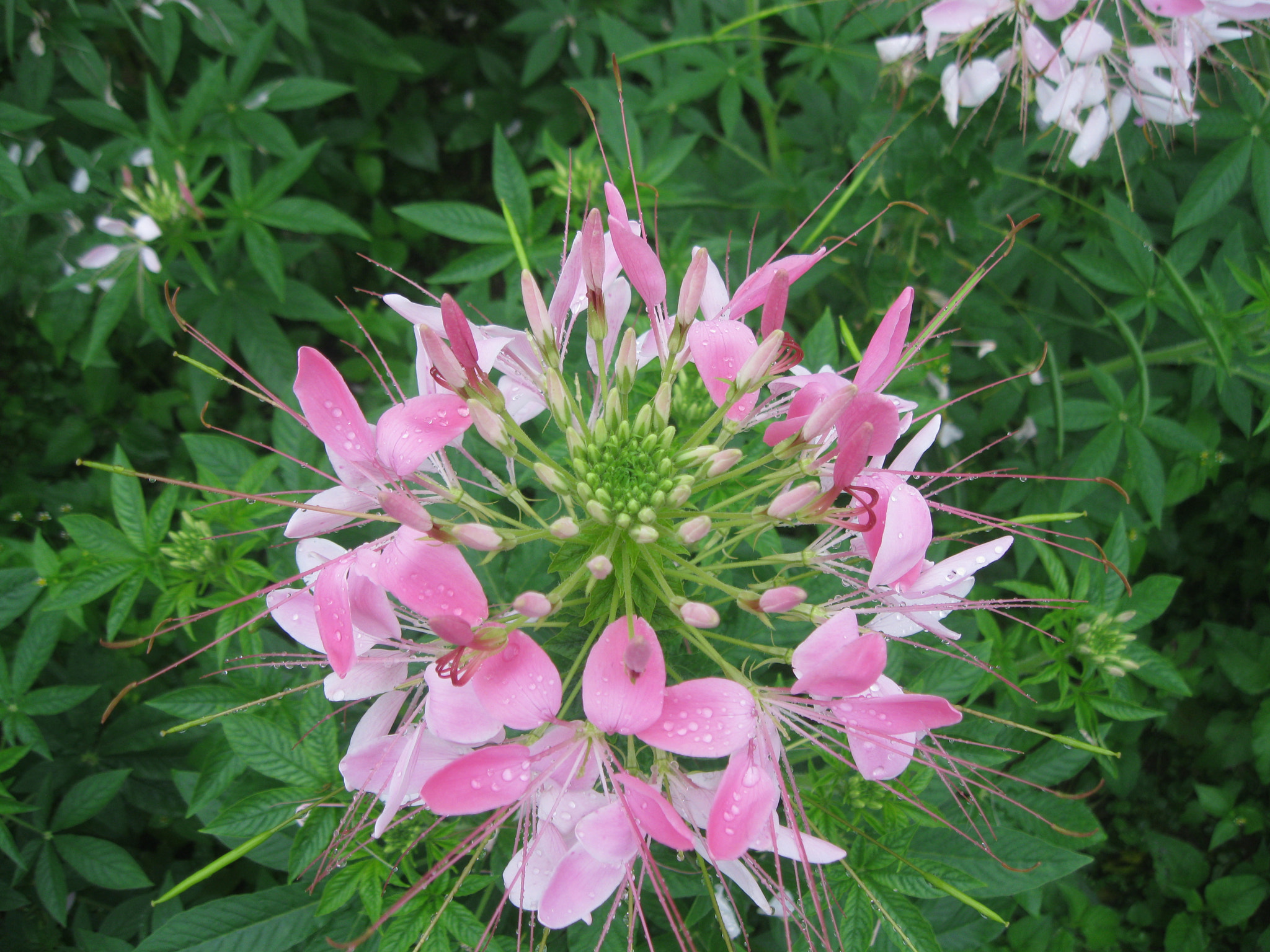 Canon PowerShot A3100 IS sample photo. Img photography