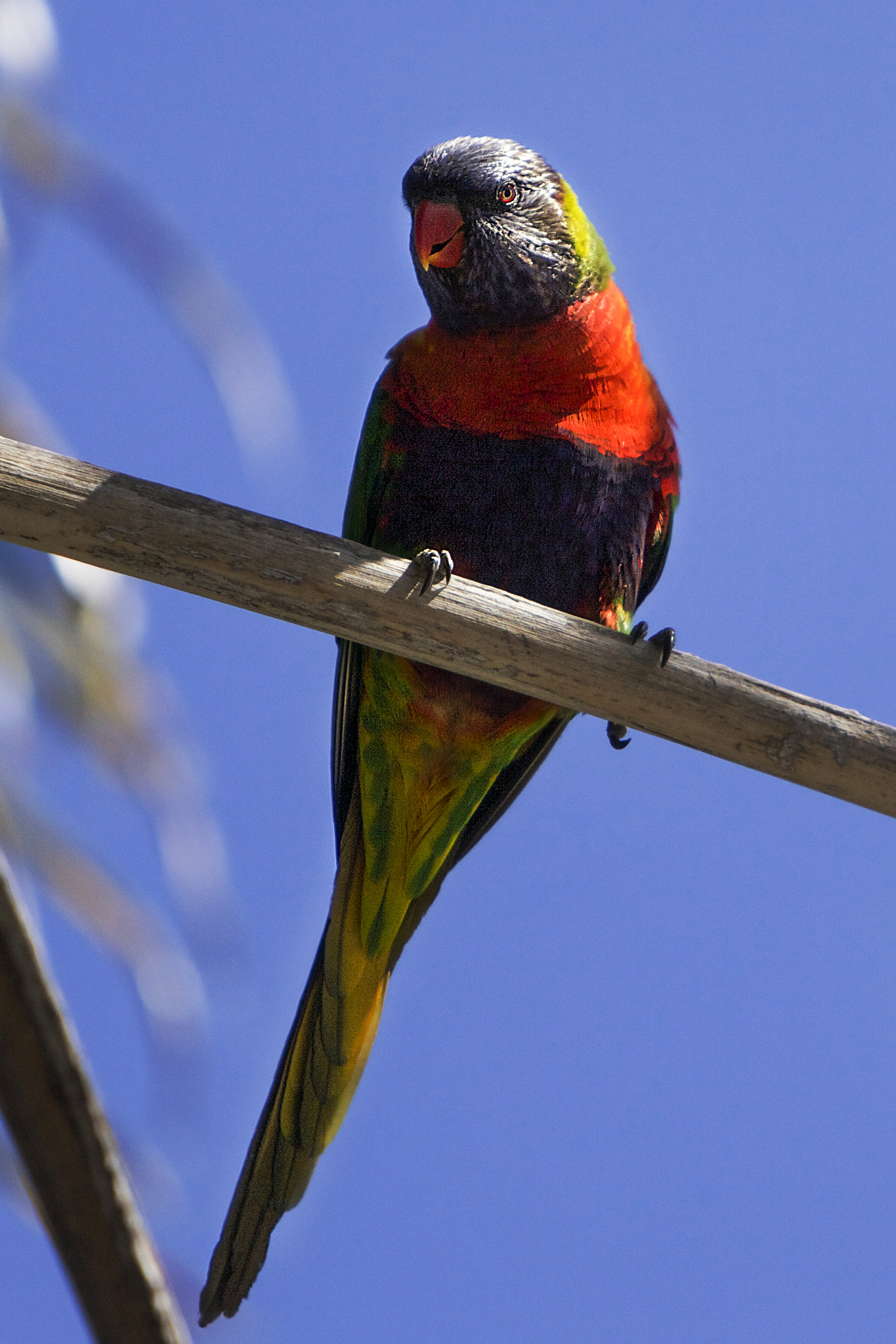 Canon EOS 5D Mark II + Canon EF 70-200mm F2.8L IS USM sample photo. Lorikeet photography