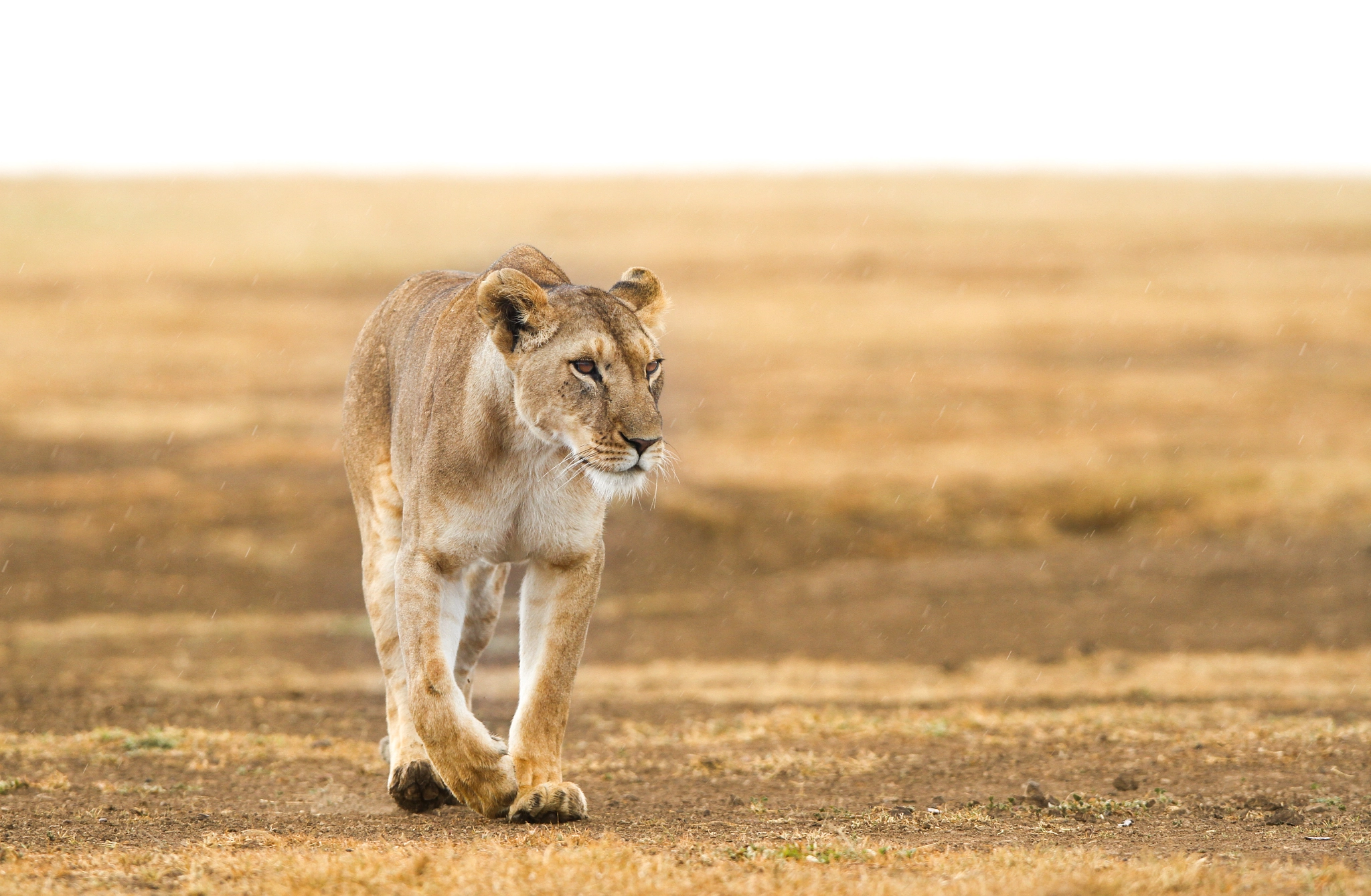 Canon EOS 7D + Canon EF 300mm F2.8L IS USM sample photo. Amble on.... photography