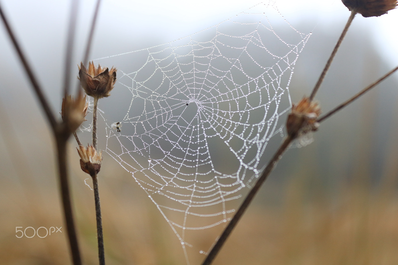 Canon EOS 750D (EOS Rebel T6i / EOS Kiss X8i) sample photo. Spider web photography