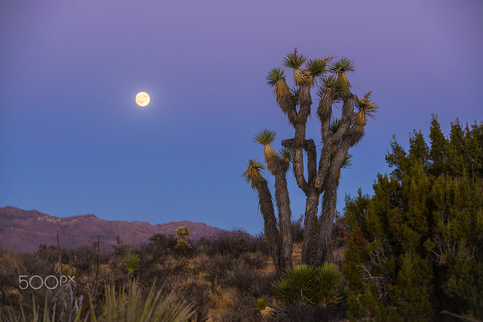 Sony a7R II sample photo. Moonrise over yucca valley photography