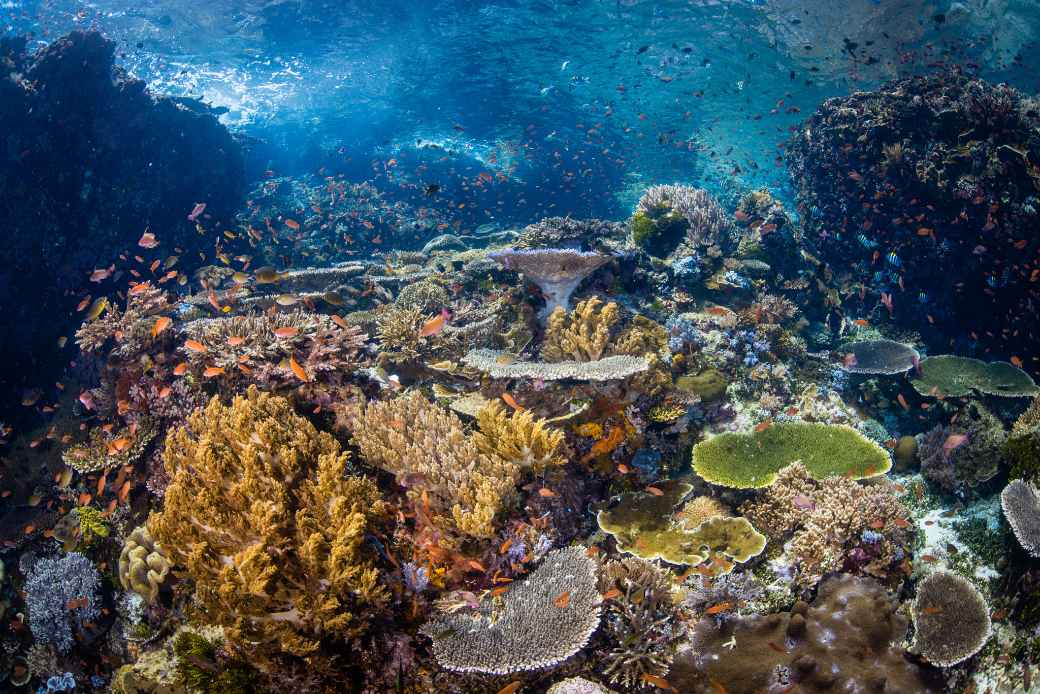 Nikon D800E + Sigma 15mm F2.8 EX DG Diagonal Fisheye sample photo. Reef scene - komodo national park photography
