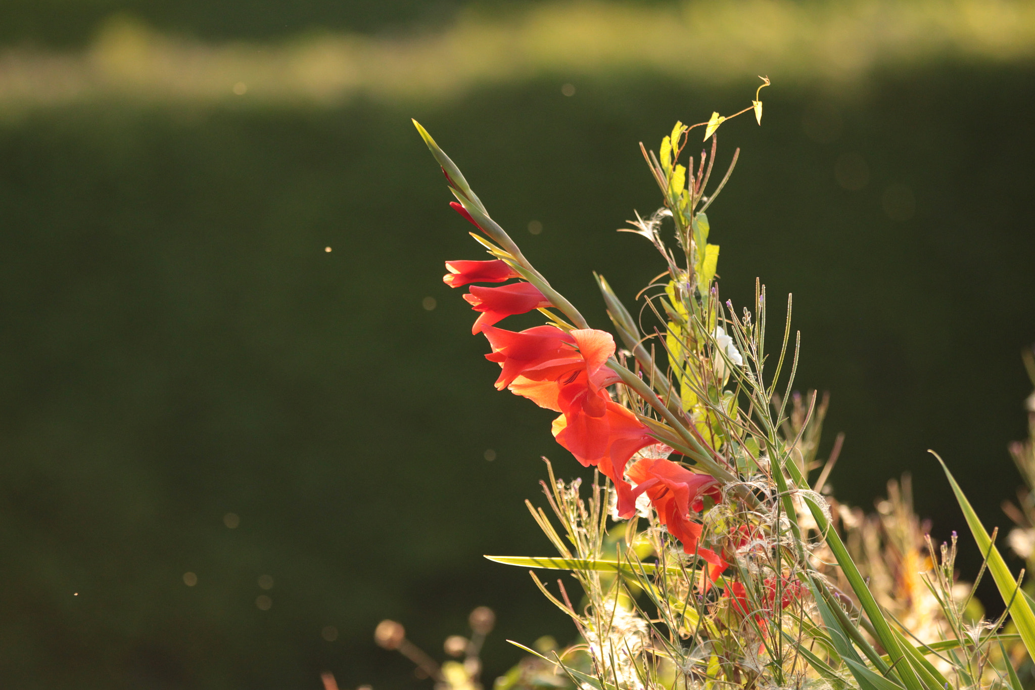 Canon EF 70-200mm F2.8L IS II USM sample photo. Flower photography