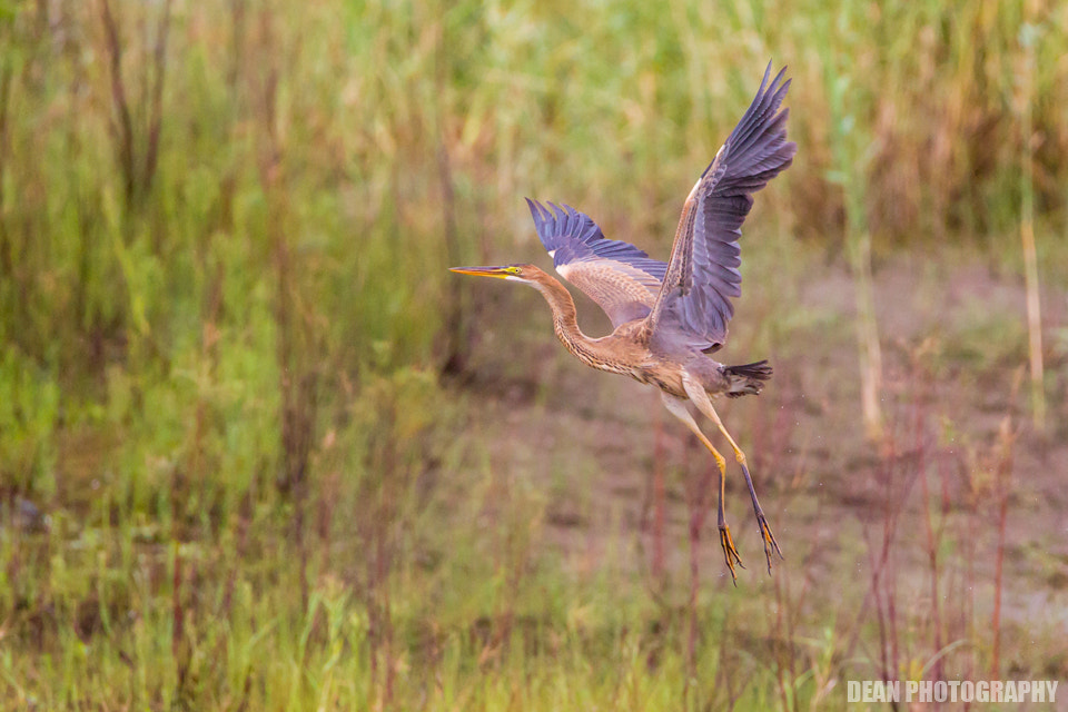 Canon EOS-1D Mark IV sample photo. Take off photography