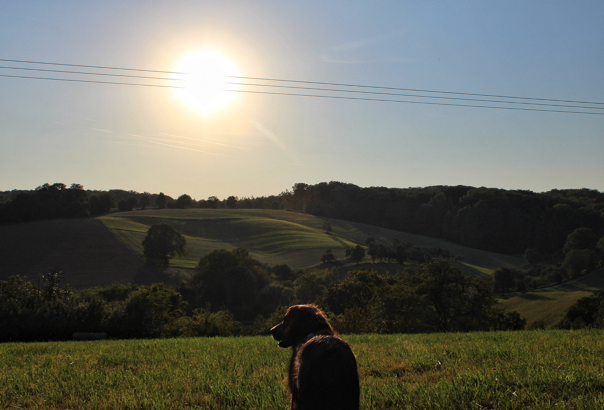 Canon EOS 1200D (EOS Rebel T5 / EOS Kiss X70 / EOS Hi) + Canon EF-S 18-55mm F3.5-5.6 IS II sample photo. Landscape and dog photography