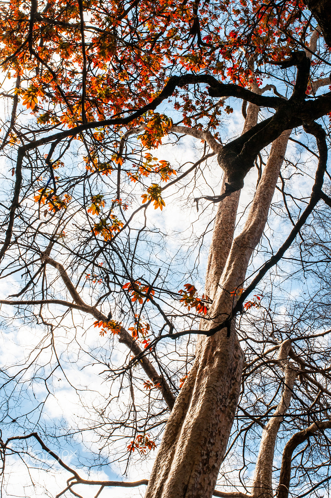Nikon AF Nikkor 35mm F2D sample photo. Season deciduous photography
