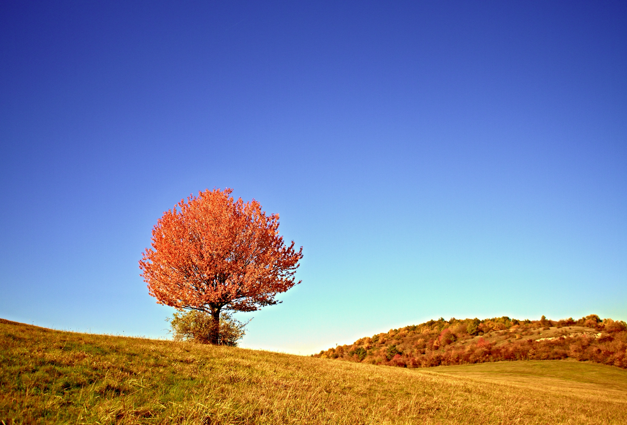 Sigma 18-50mm F2.8-4.5 DC OS HSM sample photo. Autumn chill photography