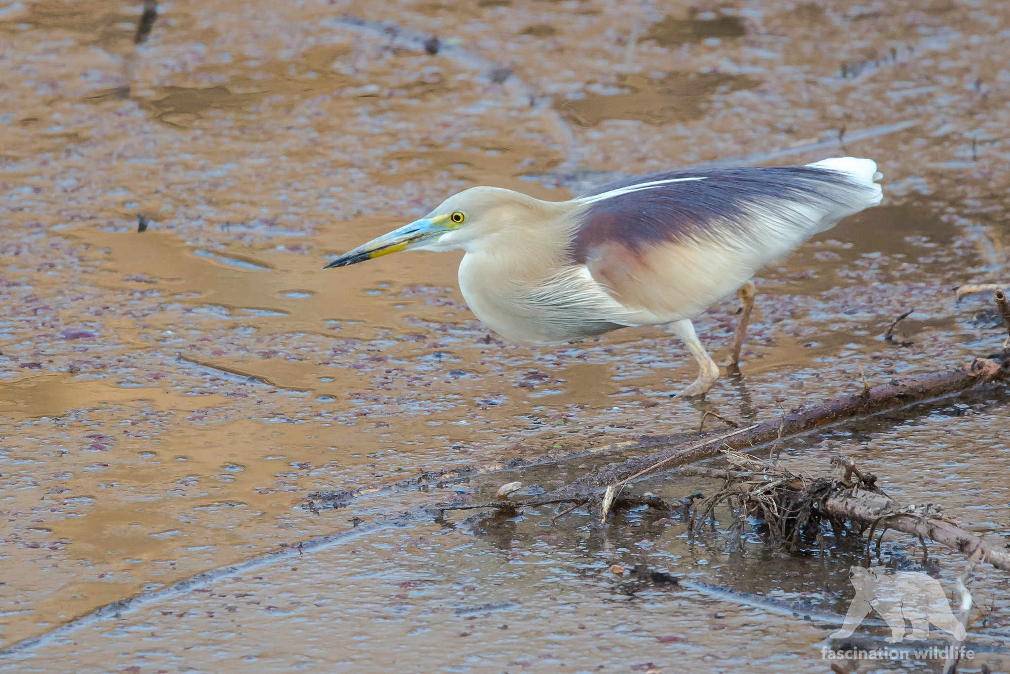 Sigma 150-600mm F5-6.3 DG OS HSM | S sample photo. Pond heron photography