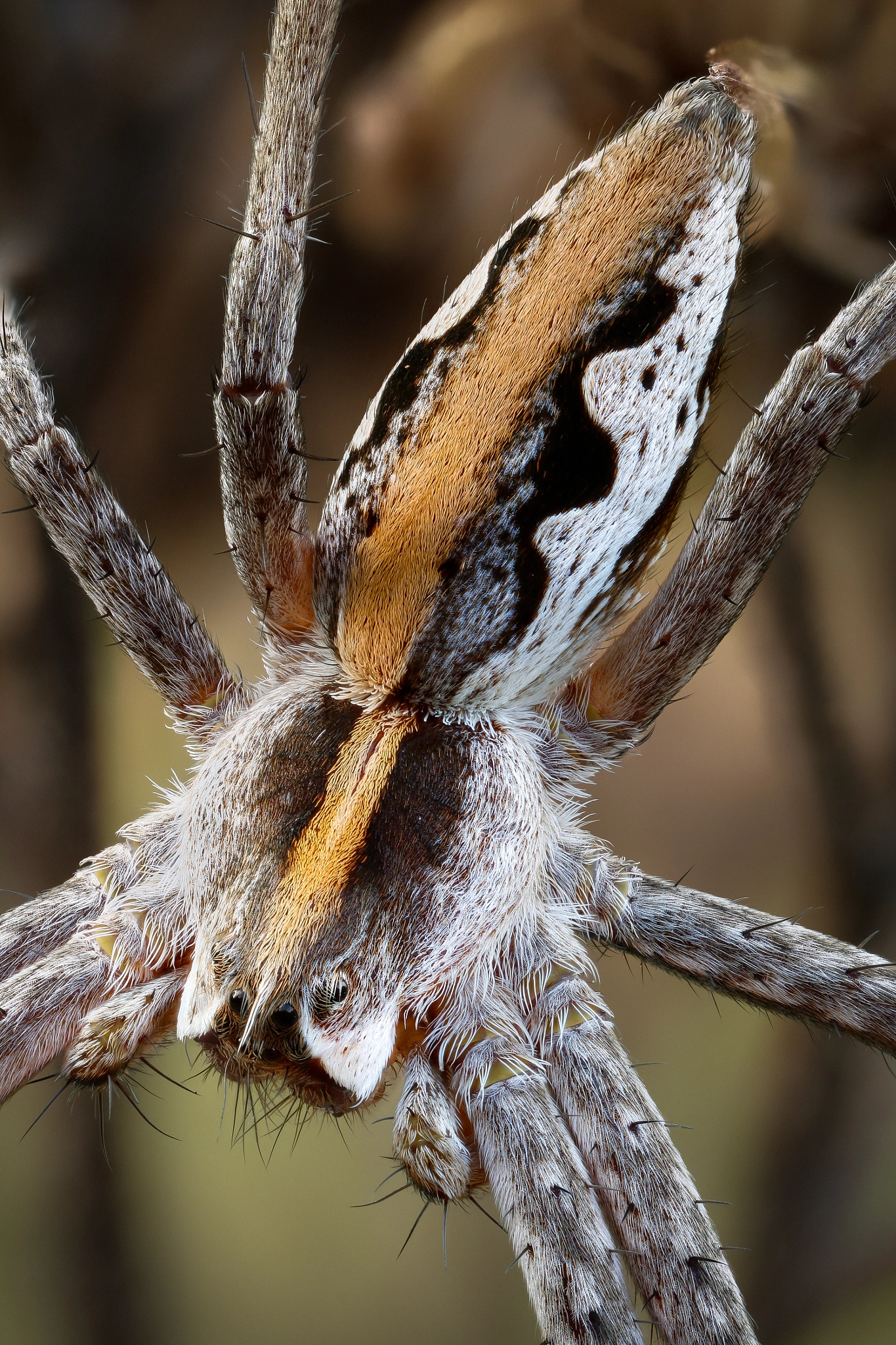 Canon EOS 760D (EOS Rebel T6s / EOS 8000D) + Canon MP-E 65mm F2.5 1-5x Macro Photo sample photo. Nursery web spider ii photography