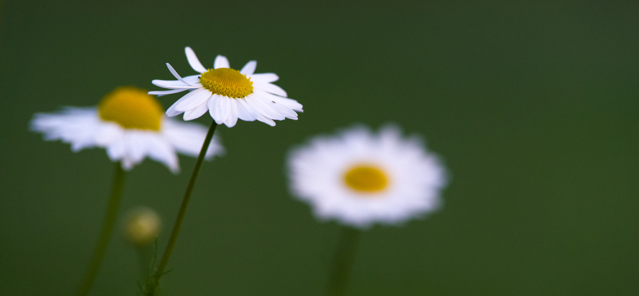 Pentax K-1 sample photo. Beside the road ii photography