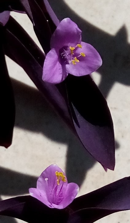 HTC DESIRE 728G DUAL SIM sample photo. المكحلة . photography