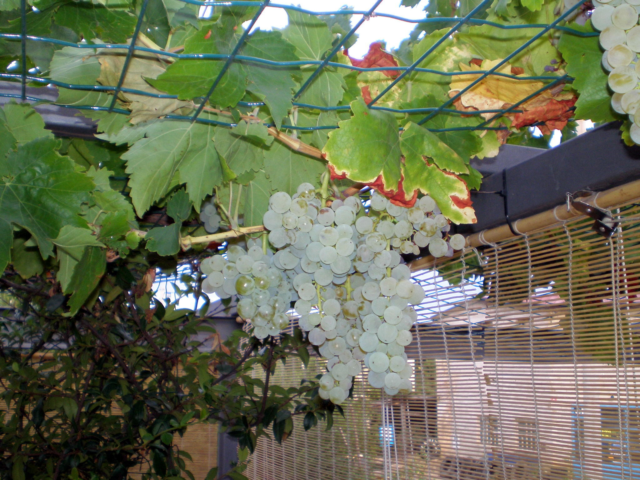 Olympus FE190/X750 sample photo. Grapes directly from the terrace roof photography