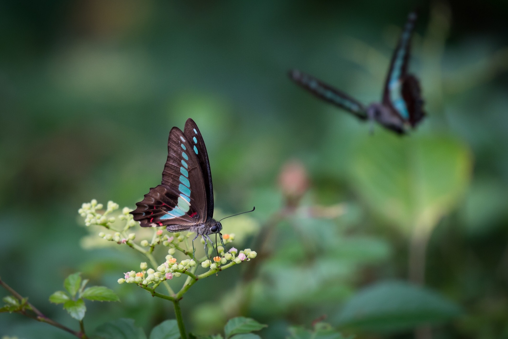 Nikon AF-S Nikkor 200-500mm F5.6E ED VR sample photo. Wings photography