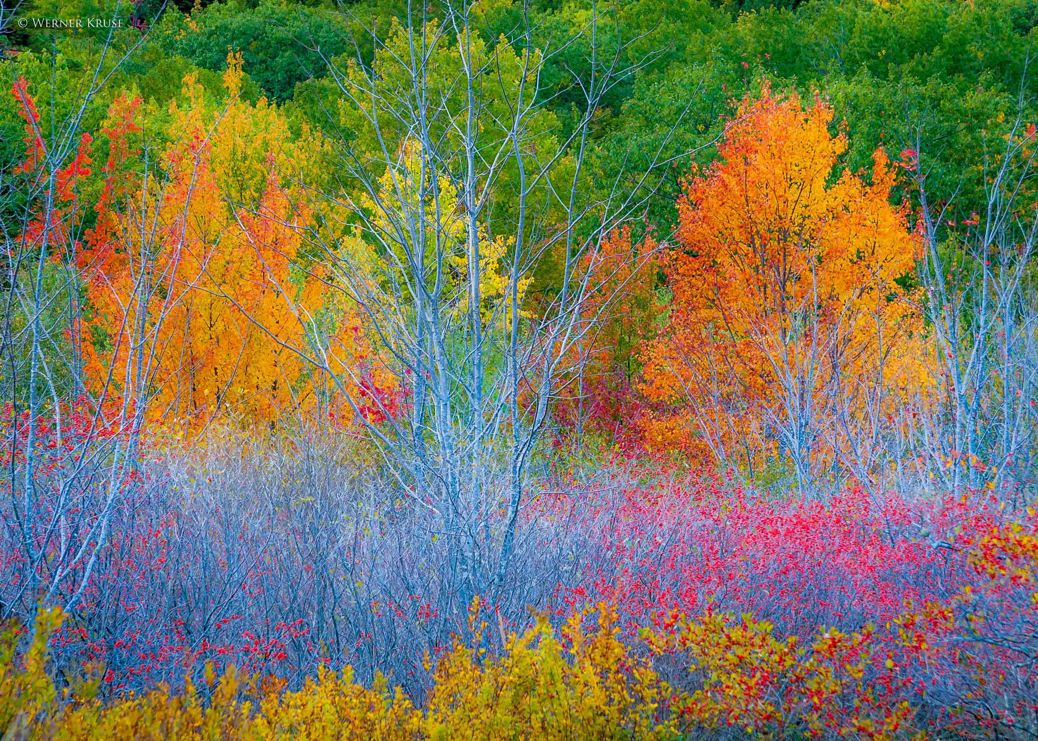 Canon EF-S 17-85mm F4-5.6 IS USM sample photo. Fall colours - mt. cadillac, arcadia national park photography
