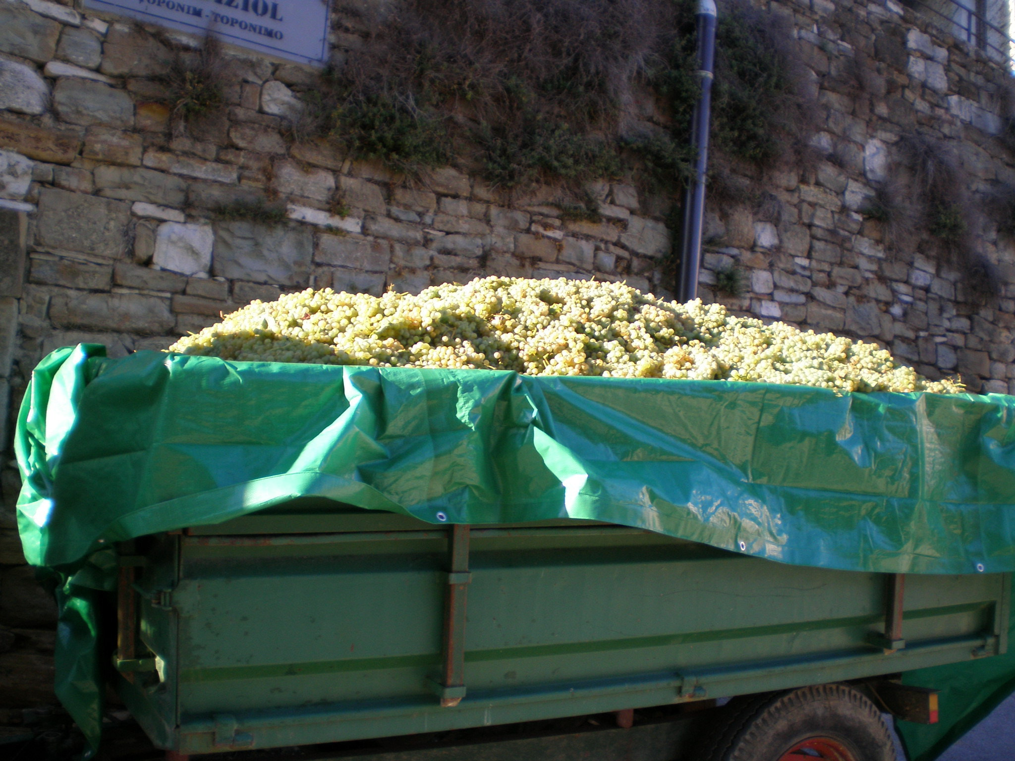 Olympus FE190/X750 sample photo. Looooots of grapes...will be a tasty wine ;) photography