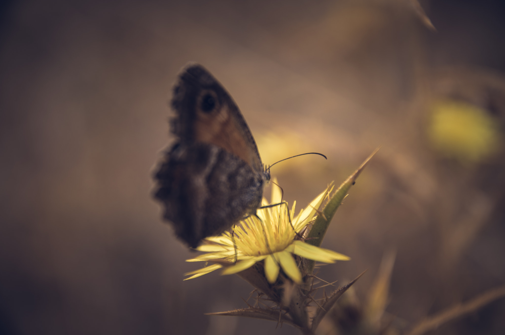 Sigma 17-70mm F2.8-4 DC Macro HSM | C sample photo. Finding photography