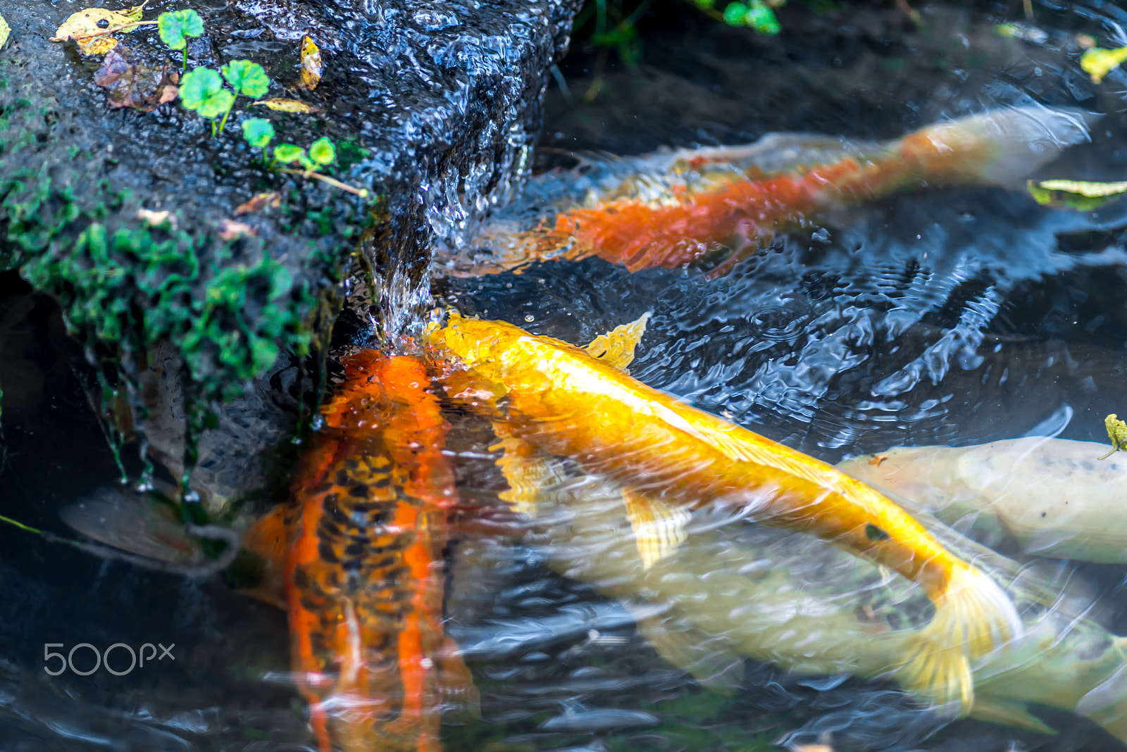 Nikon D610 + AF Nikkor 180mm f/2.8 IF-ED sample photo. Pretty big koi carps eating worms under waterfall photography