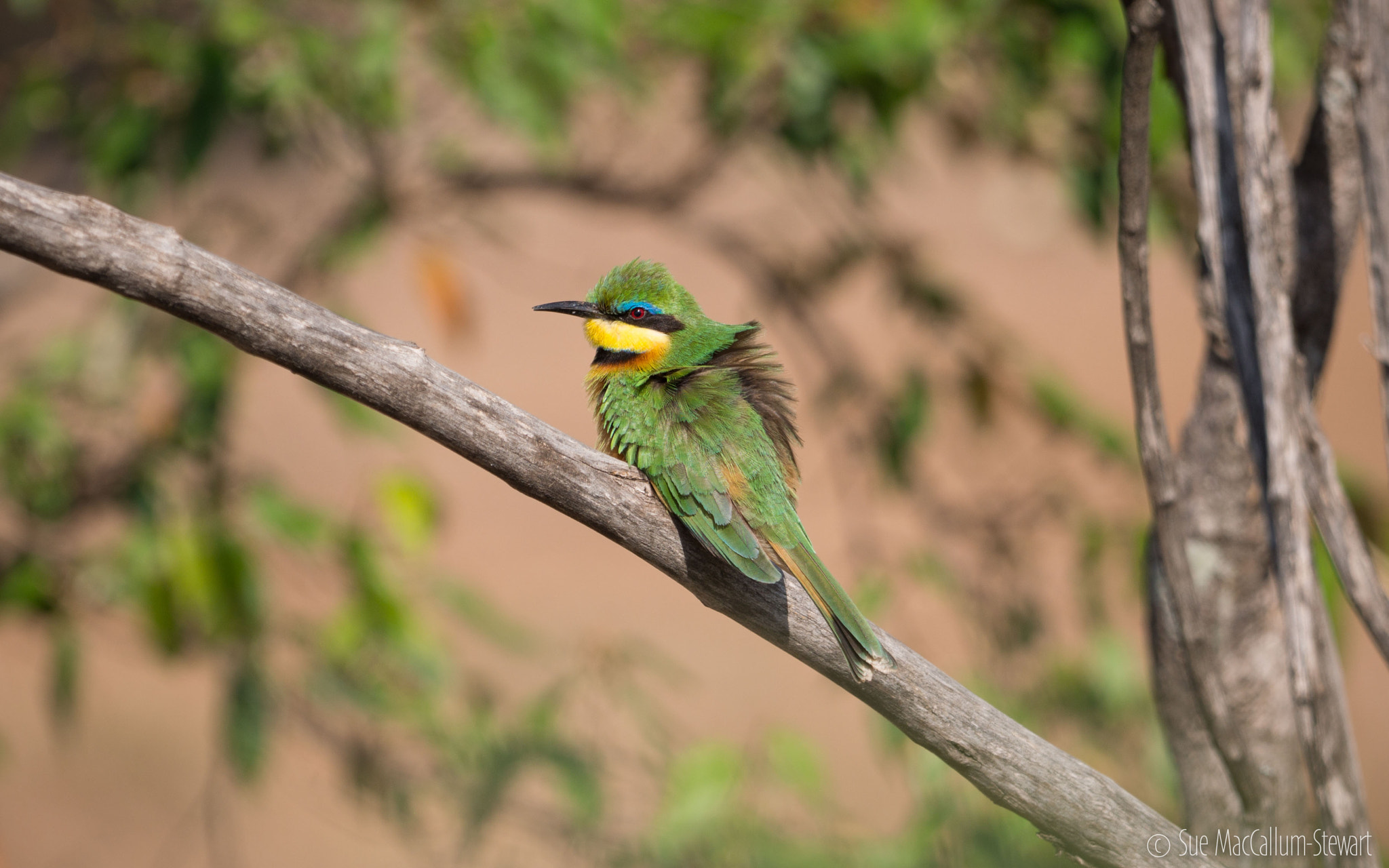 Olympus OM-D E-M5 + OLYMPUS M.300mm F4.0 sample photo. Ruffled feathers photography