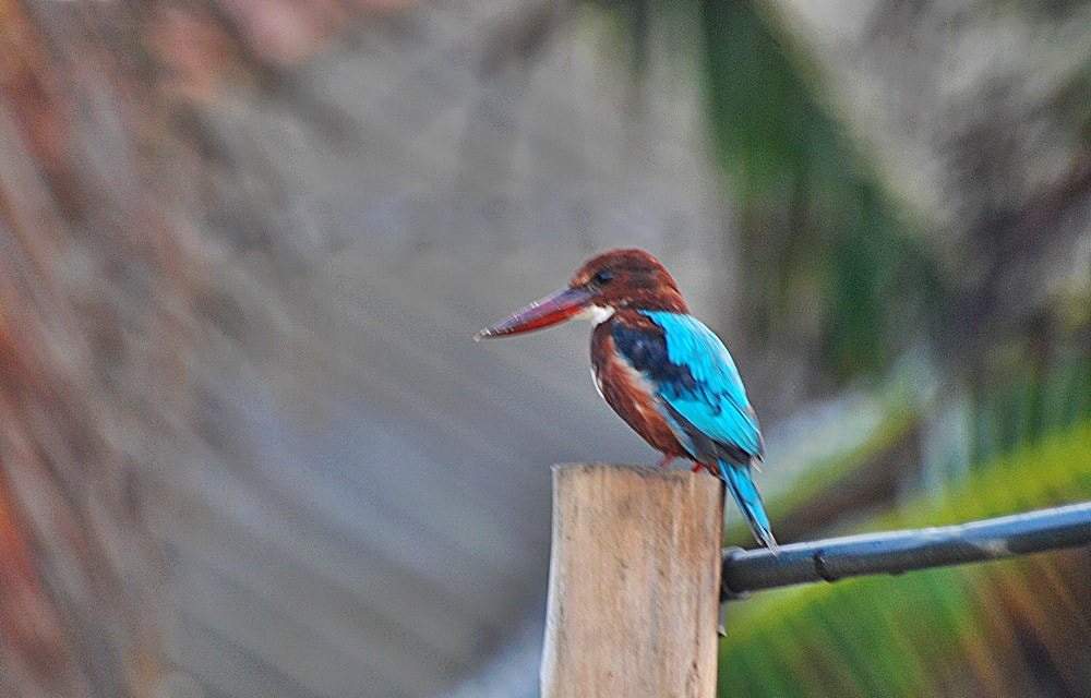 Nikon D80 + Sigma 70-300mm F4-5.6 APO Macro Super II sample photo. Kingfisher photography