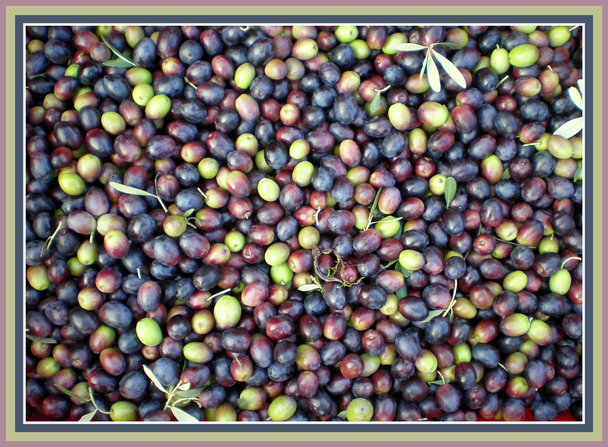 Olympus FE190/X750 sample photo. Olive harvest mocibobi photography