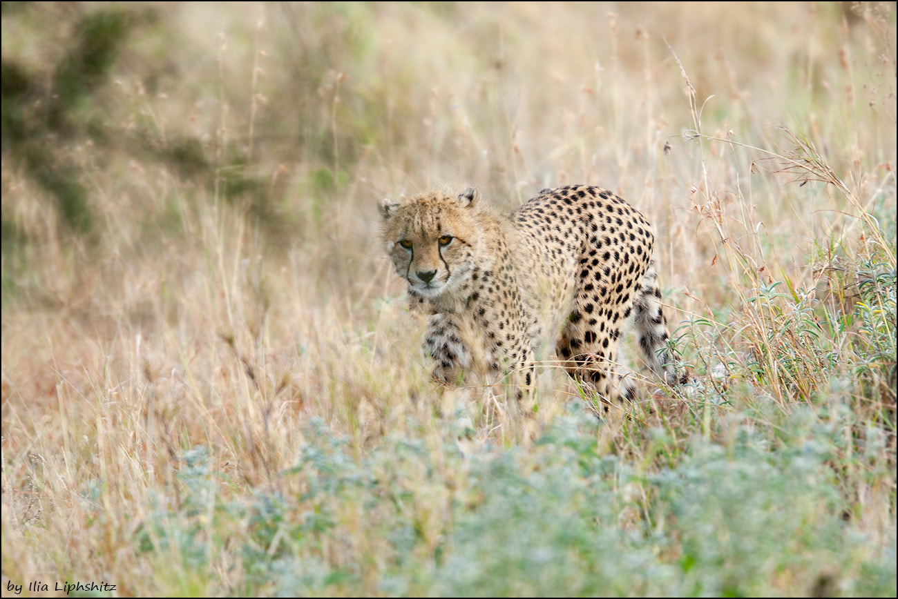 Canon EOS-1D Mark III sample photo. Cheetahs of serengeti №16 photography