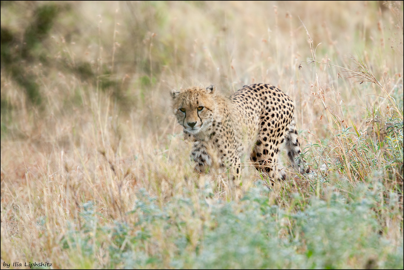 Canon EF 300mm F2.8L IS USM sample photo. Cheetahs of serengeti №16 photography