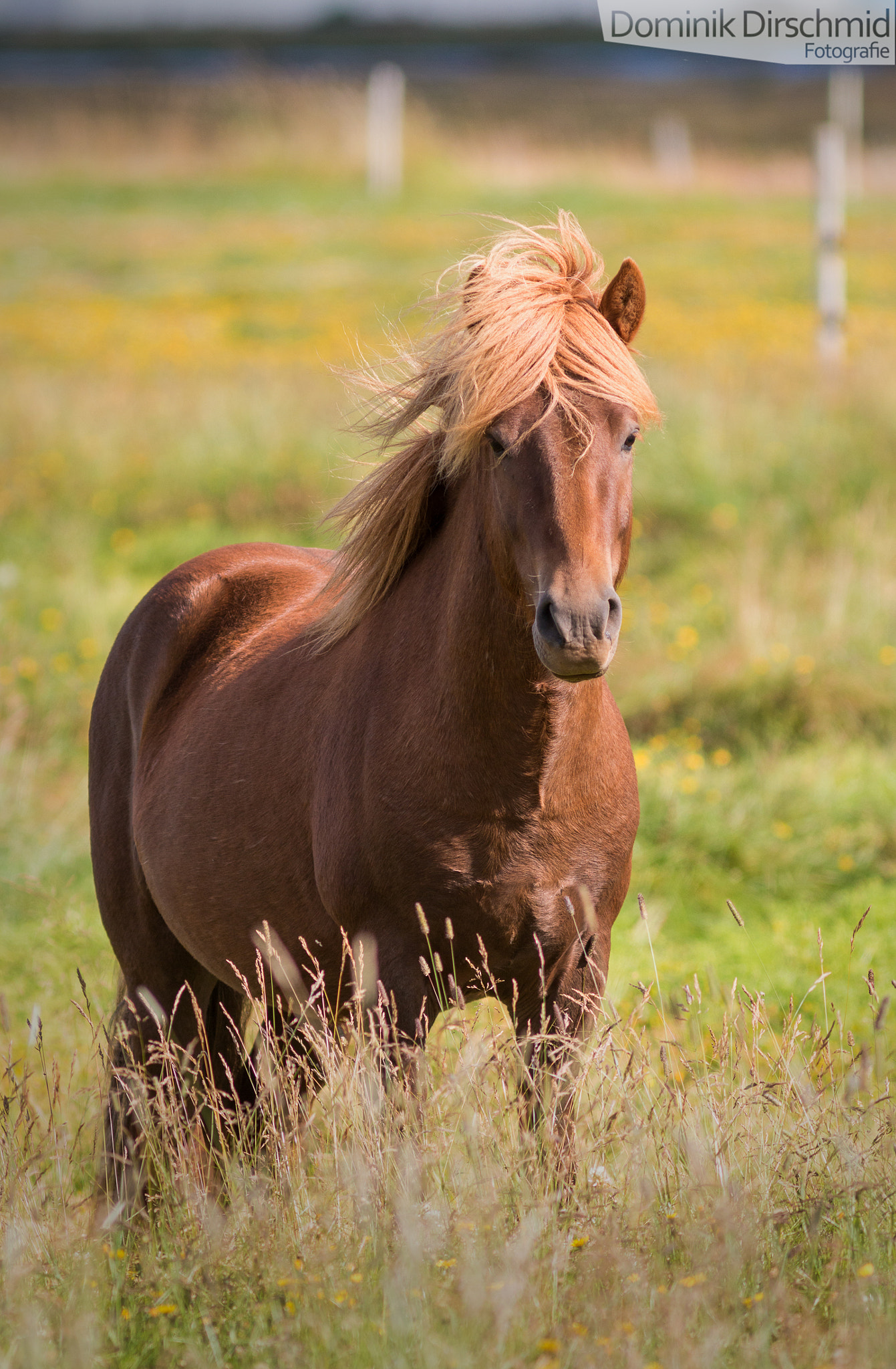 Canon EF 300mm F4L IS USM sample photo. Horse meadow photography
