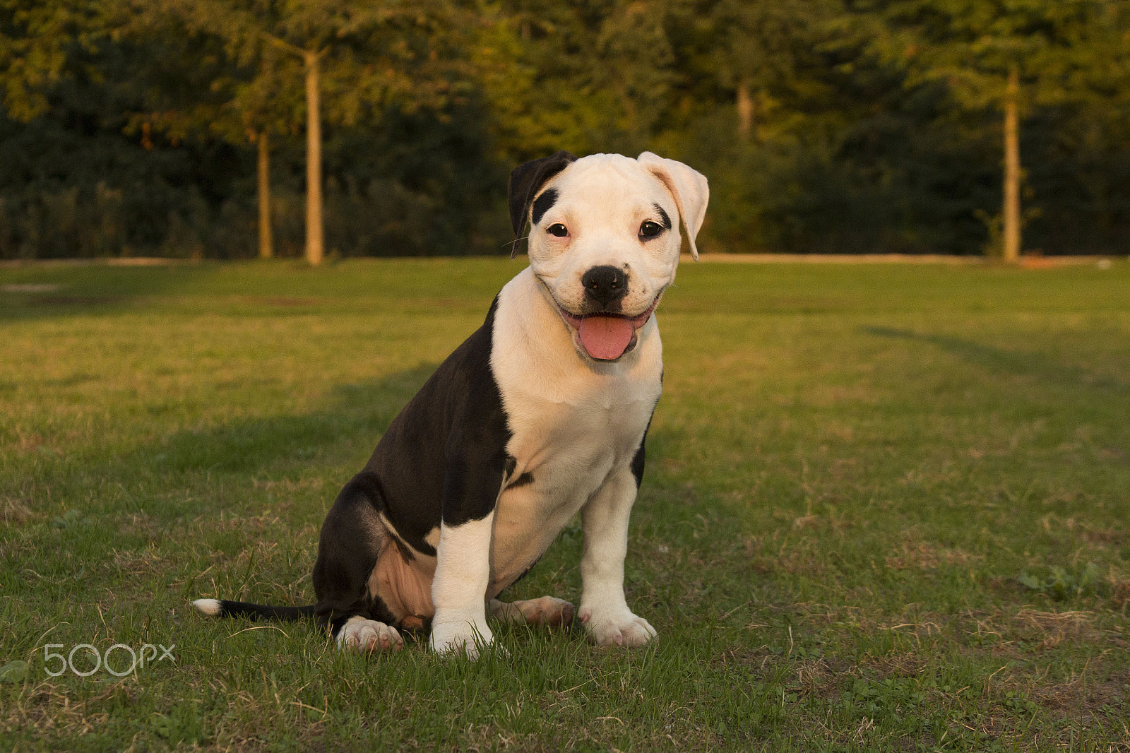 Sigma 17-70mm F2.8-4 DC Macro OS HSM sample photo. 9 weeks old steffie, crossbred stafford/  bulldog photography