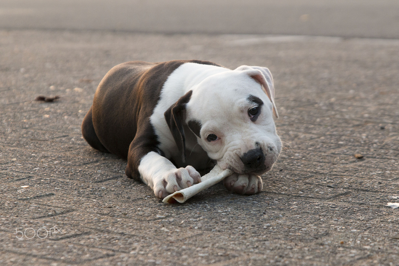 Sigma 17-70mm F2.8-4 DC Macro OS HSM sample photo. 9 weeks old steffie, crossbred stafford/  bulldog photography