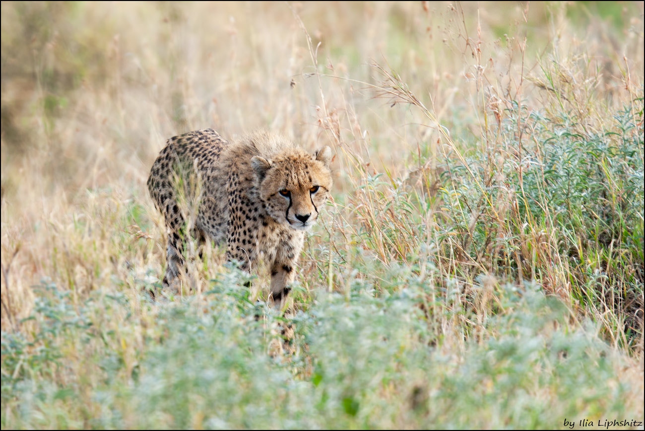 Canon EOS-1D Mark III sample photo. Cheetahs of serengeti №17 photography