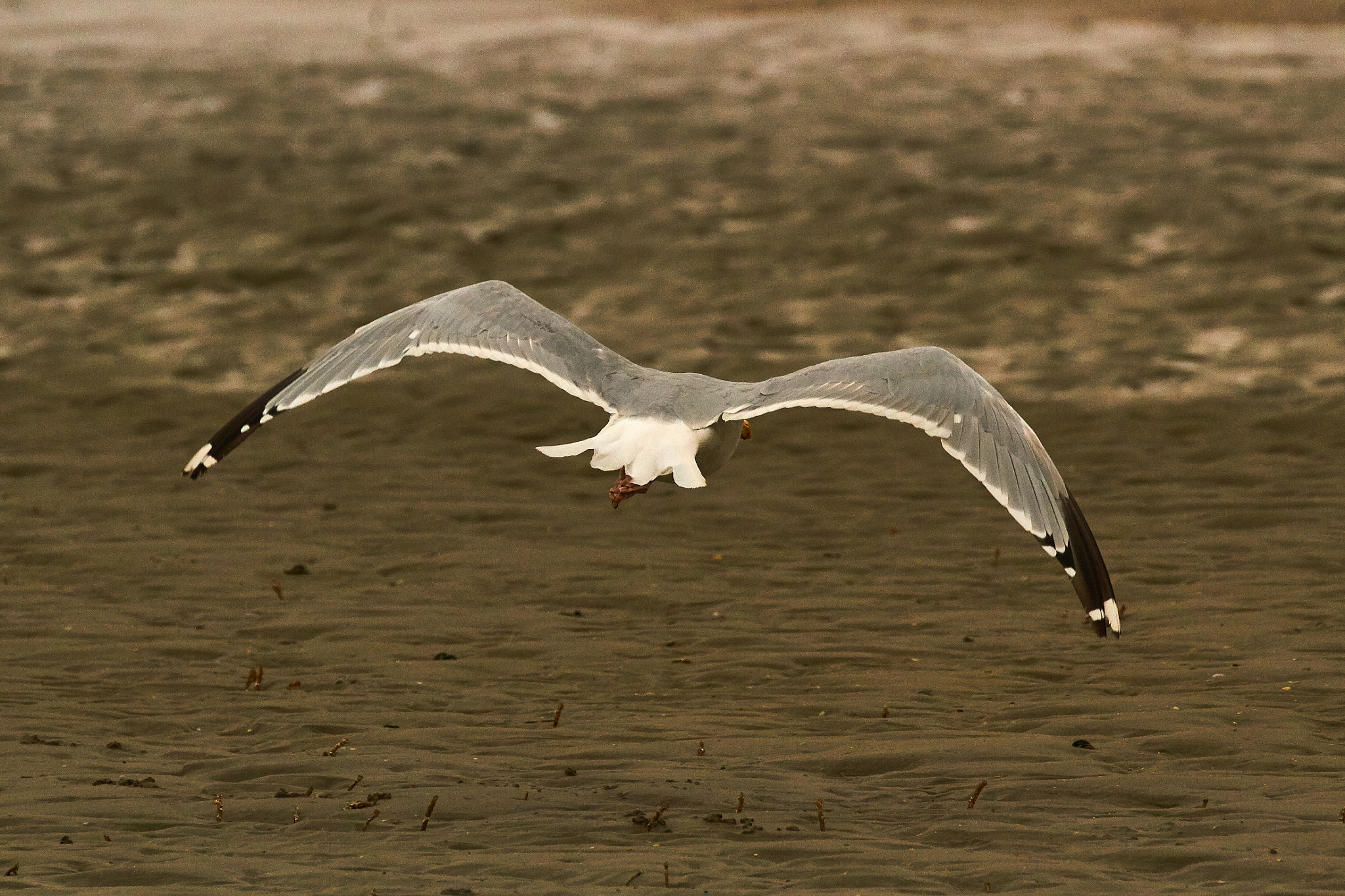 Canon EF 70-200mm F2.8L IS II USM sample photo. Seagull photography