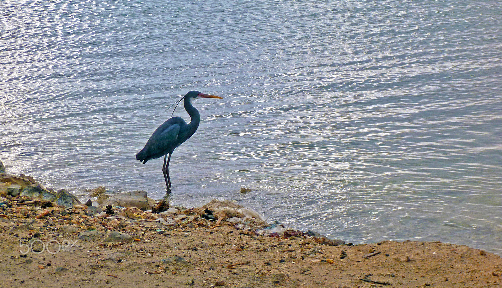 Panasonic DMC-FT3 sample photo. Bird photography