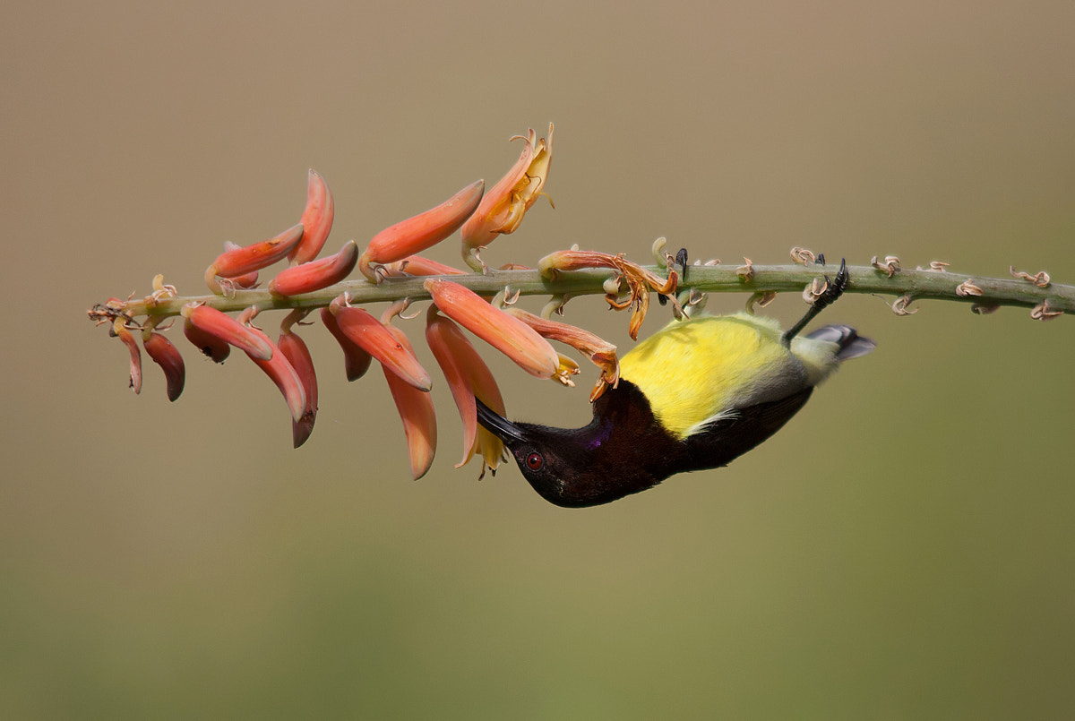 Sigma 150-500mm F5-6.3 DG OS HSM sample photo. Purple-rumped sunbird - male photography