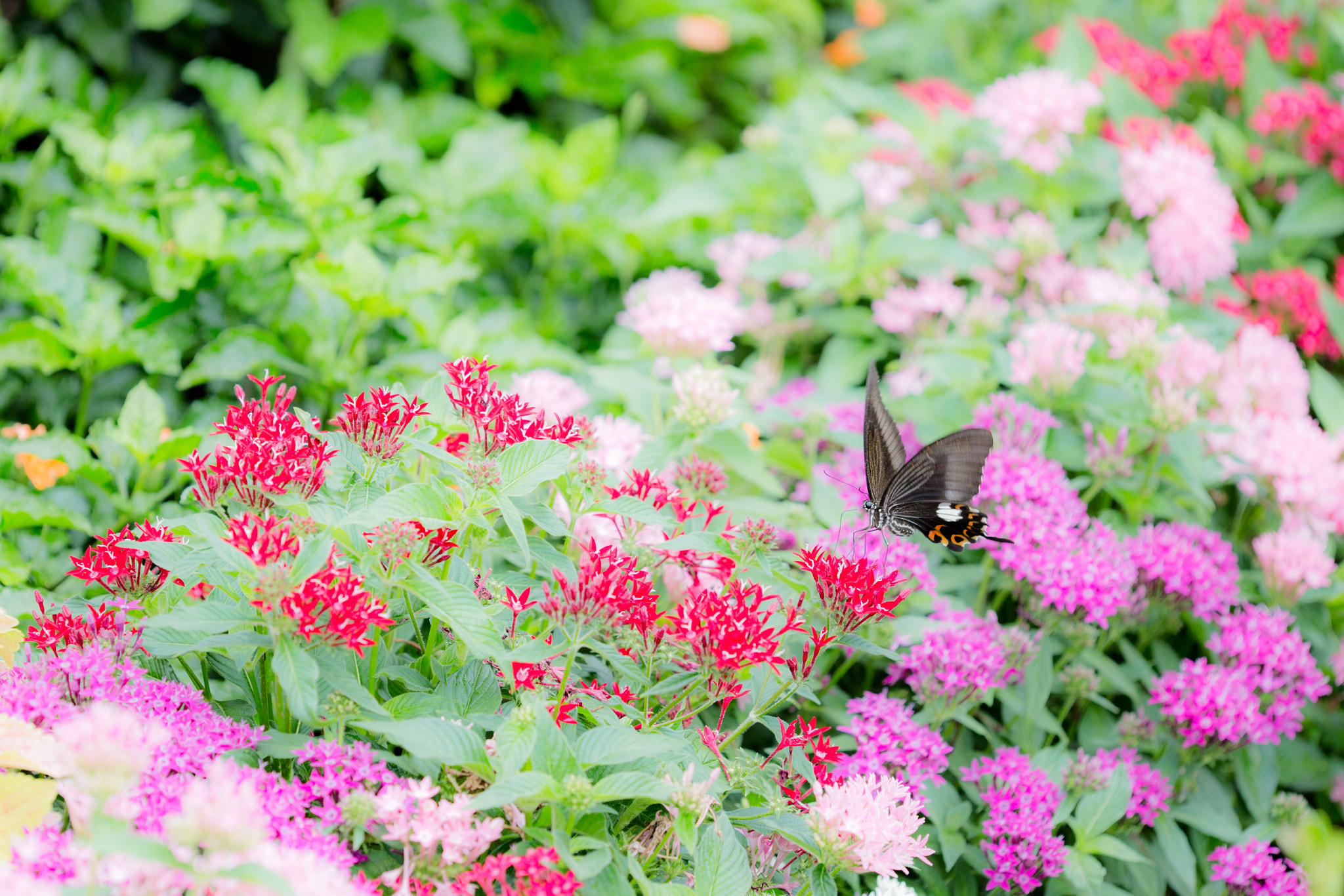 Canon EF 180mm F3.5L Macro USM sample photo. Butterfly 蝶 photography