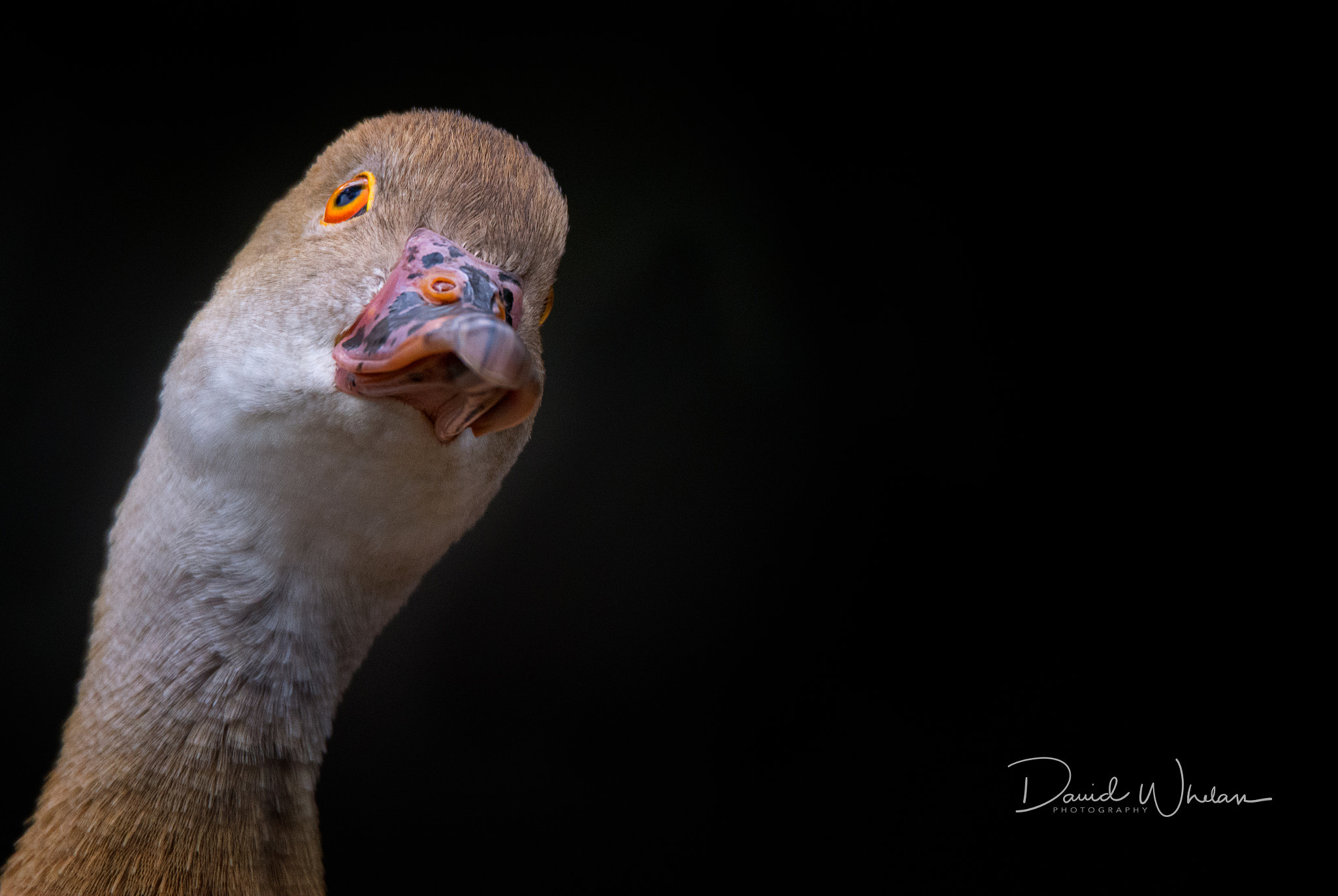 Sigma 150-600mm F5-6.3 DG OS HSM | S sample photo. What's up duck? photography