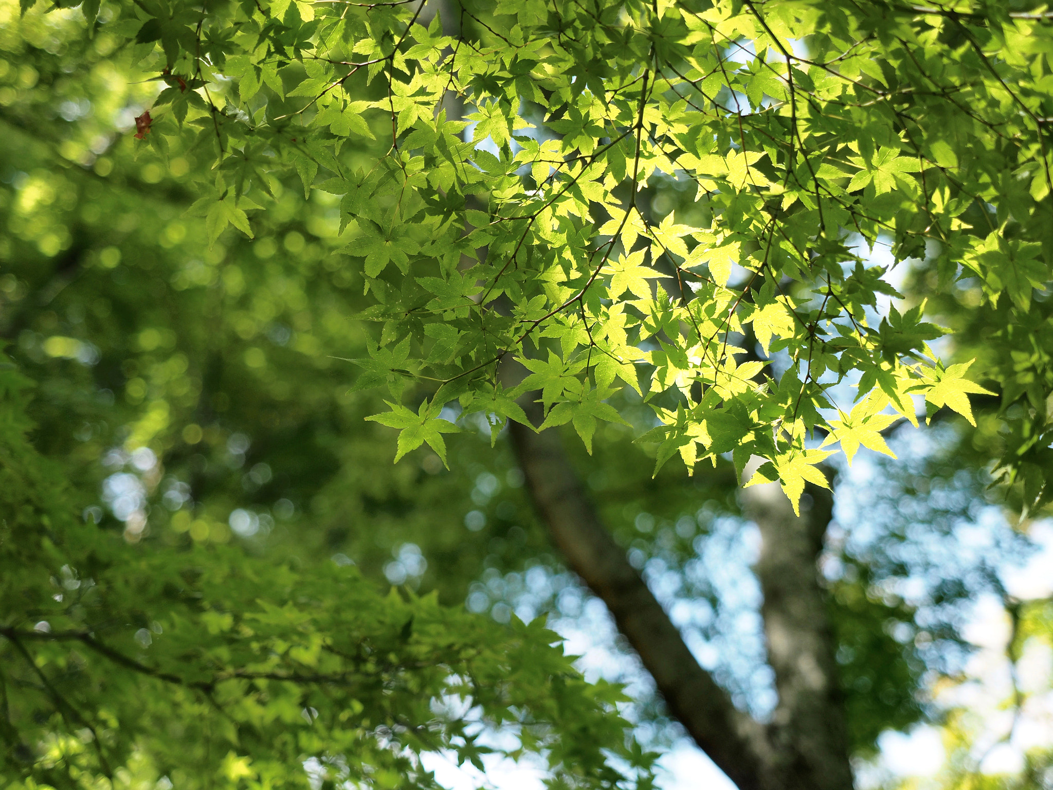 Olympus OM-D E-M5 II + Olympus M.Zuiko Digital ED 12-40mm F2.8 Pro sample photo. Maple at the end of summer photography