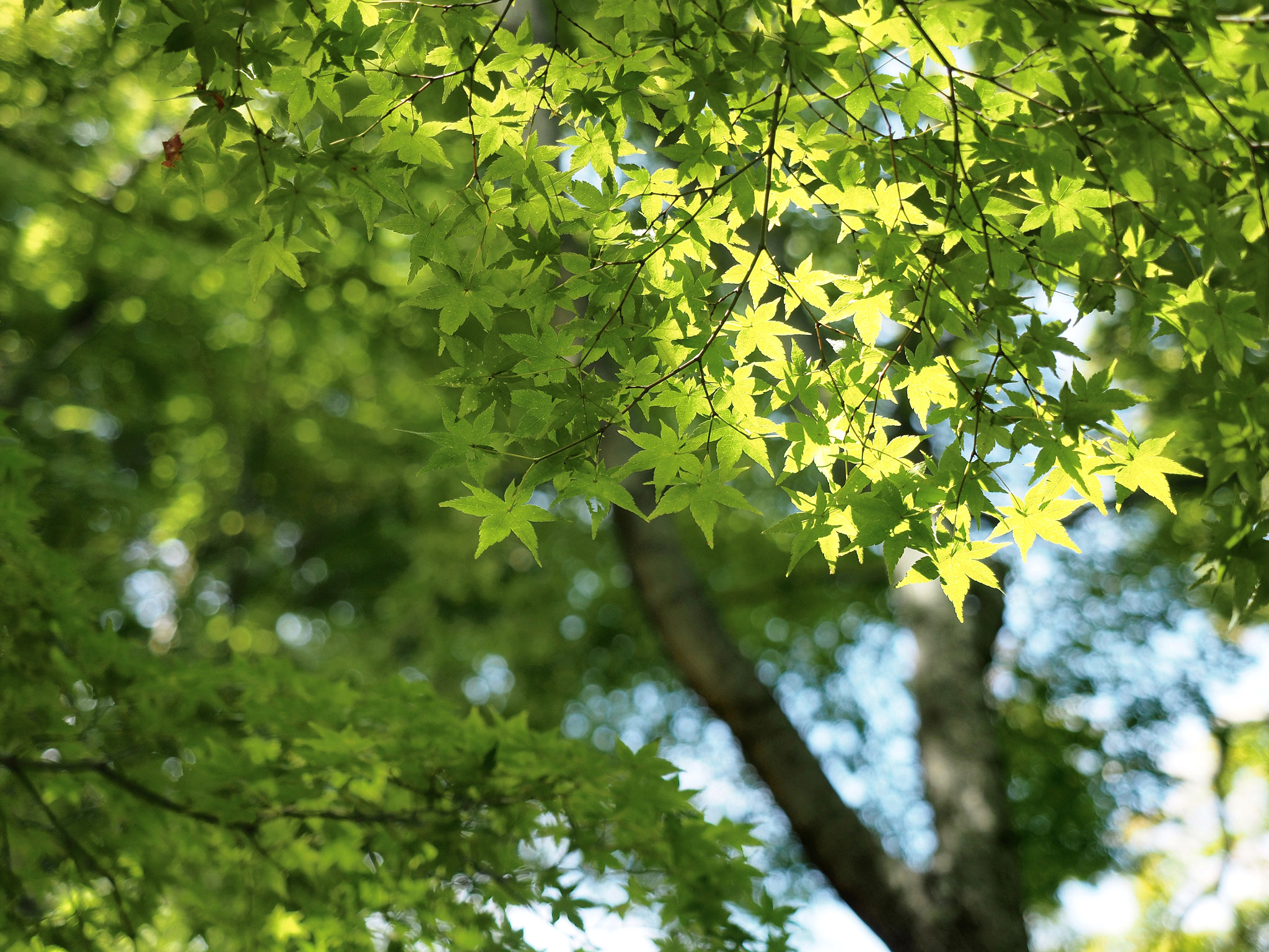 Olympus M.Zuiko Digital ED 12-40mm F2.8 Pro sample photo. Maple at the end of summer photography